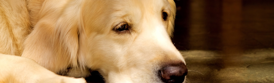 �h�{�o�����X���d�v